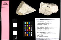 Foto (Objekt + Etiketten) von Tenuihomola longa (Moericke, 1897) 